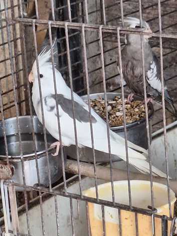 Whitefaced pair cockatiels
