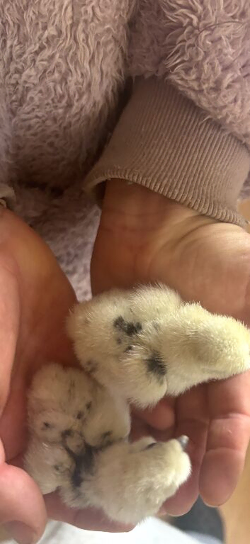 Usa silkie chicks mottled paints choc many colours