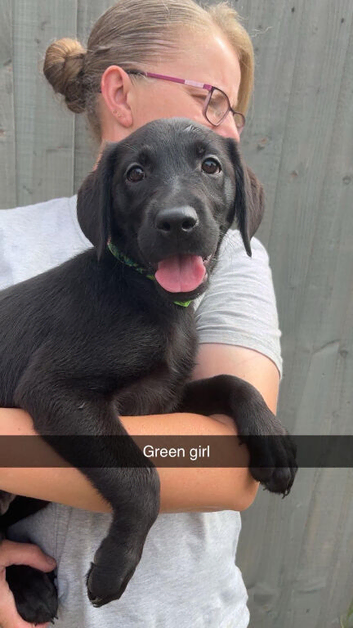 5 gorgeous Labrador puppies for sale