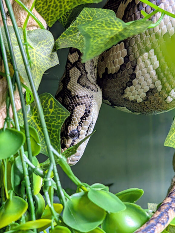 Female Coastal carpet python