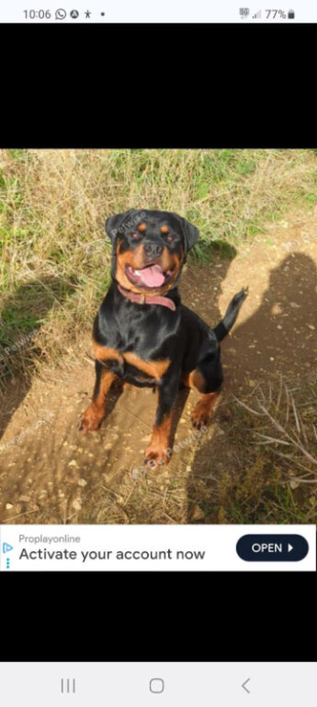 ROTTWEILER AVAILABLE FOR STUD