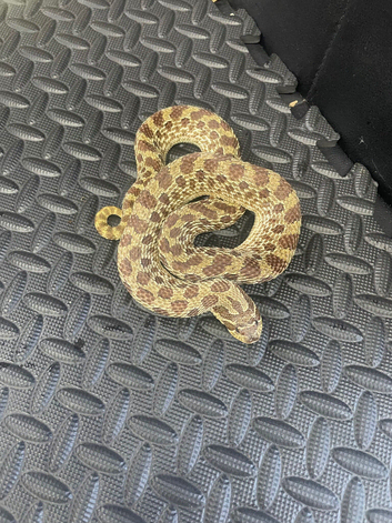 Red line Hognose female