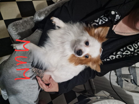 Pomeranian puppy(small breed)