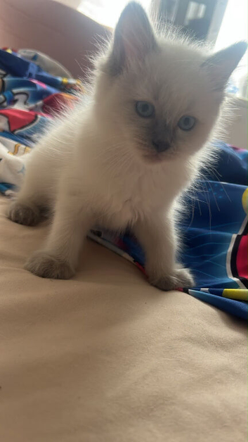 Ragdoll kitten needing new home