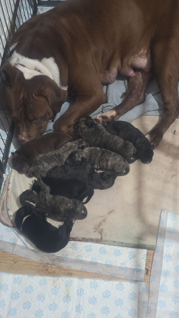 American p bully x presa canario pups