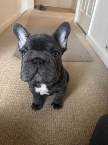 Sadly Selling our beloved French Bulldog