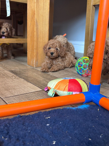 KC reg Min Poodle Puppies