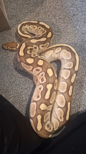 Female ball python