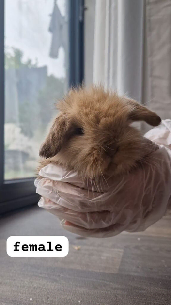 Bunnies ready to go