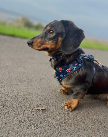 2 Year Old Male Miniature for Rehoming