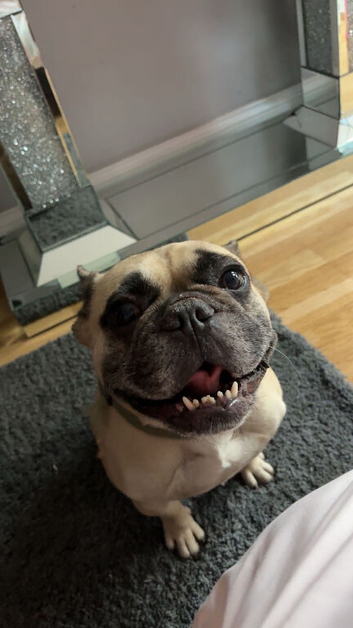 Male French bulldog
