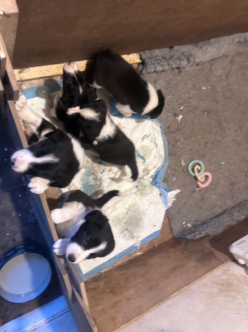 ISDS Border Collies - ready 29th May