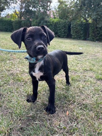 Most beautiful little boy patterdale puppy