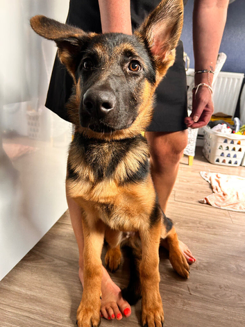 German shepherd