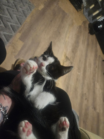 male kitten