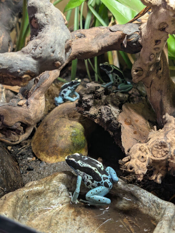 3 Baby Powder Blue Dart Frogs + Vivarium & Equipment for Sale