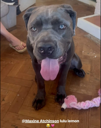 Female Cane corso