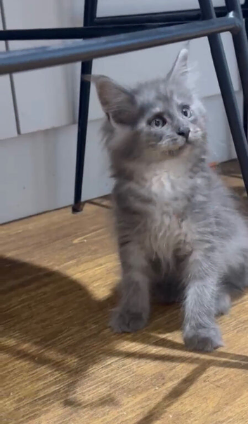 Maine Coon Kittens *Ready to leave