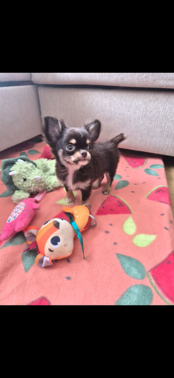 Chocolate Tri-Colour Long-Coat Chihuahua