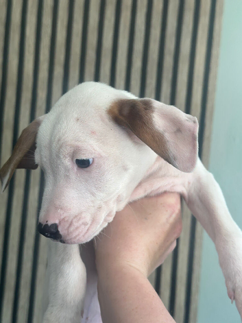 Staffy puppy&rsquo;s
