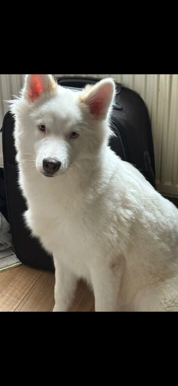 husky / malamute