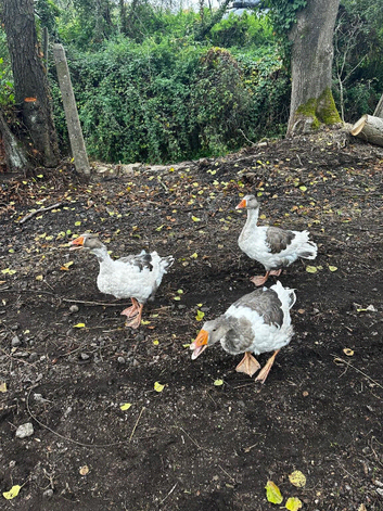 Beautiful geese for sale