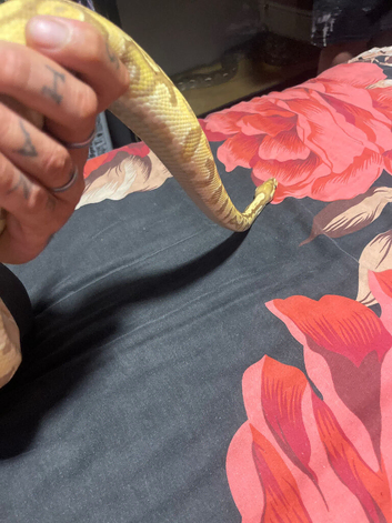 Royal python banana