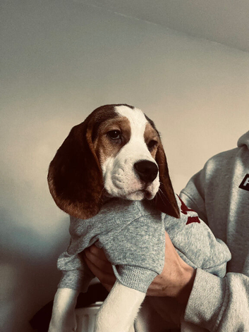15 week old beagle