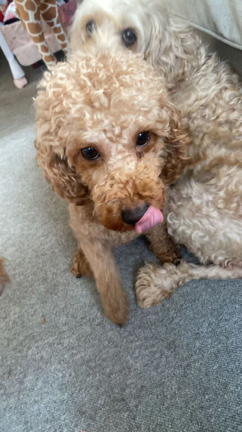 Adorable Cockapoo Puppies