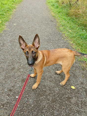 Belgian malanoi female 6 months old