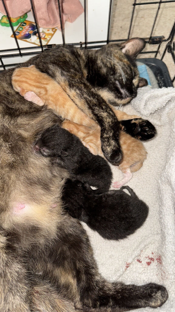 2black 2 ginger kittens