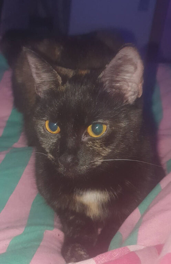 Kitten