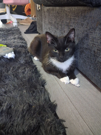 Male 8 months old