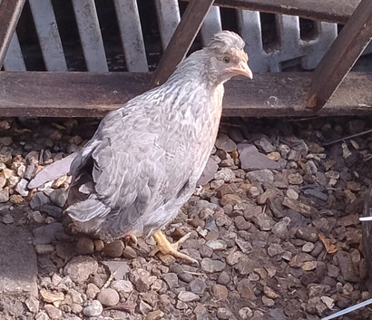 Cream Legbar Chickens Pair Cock and Hen Blue Eggs