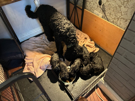 Ready to this weekendONE RESERVED .SIX STUNNING STANDARD POODLES