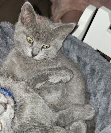 4 and half month british blue girl