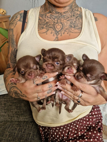 Beautiful chihuahua puppys