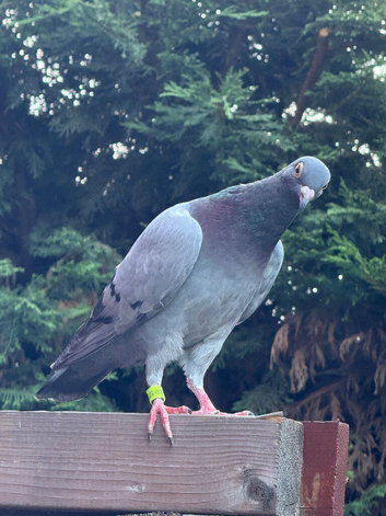 Racing pigeon