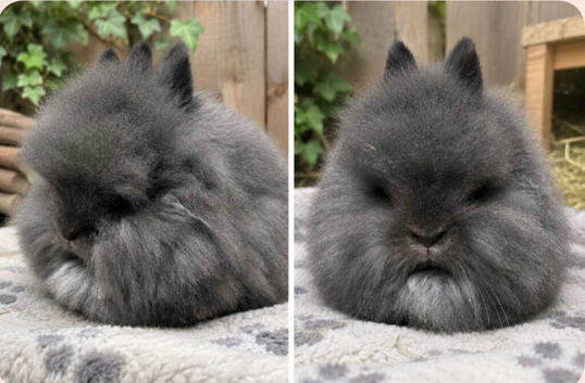 Lion head buck