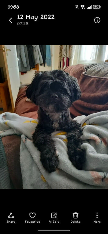 Male NON neutered black 7 year old shihpoo.