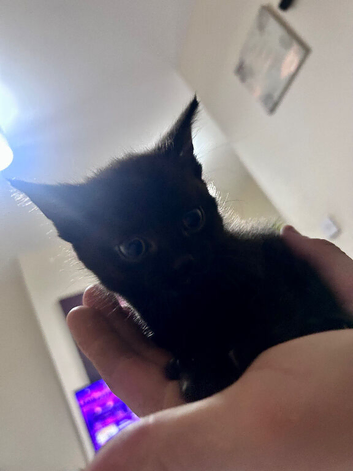 kittens
