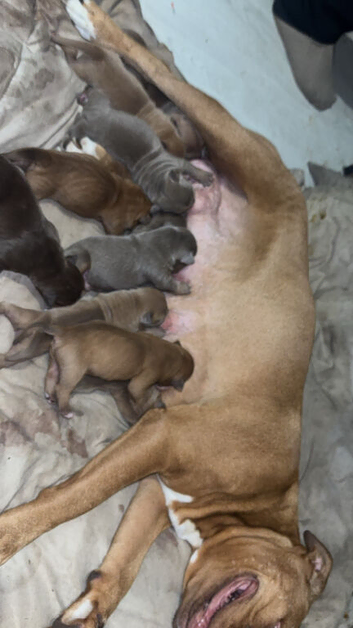 Old English bulldog x American bulldog
