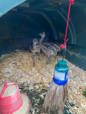 Emu chicks