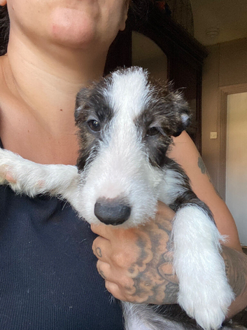 English bullterrier yorkie shitsu