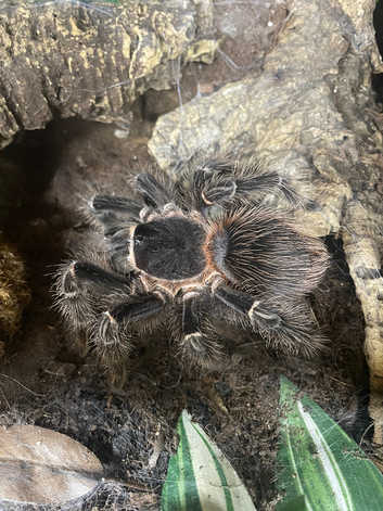 Salmon pink adult female. and set up