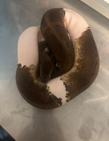 Multiple ball python sale