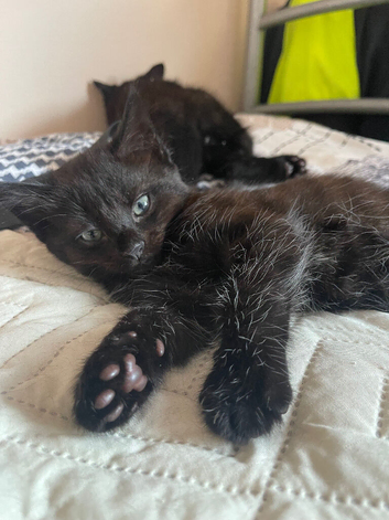Cute kittens need new home