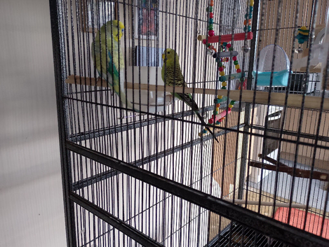 Two budgies for sale