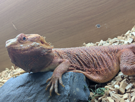 Beautiful red bearded dragon with vivarium