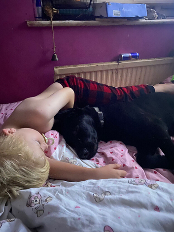 6 month German shepherd x